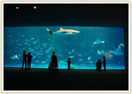 鹿児島水族館いおワールド